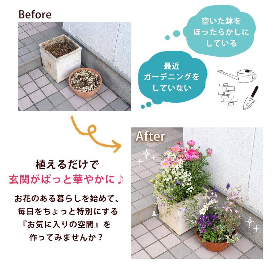 フラワーマーケット花由 1鉢分の寄せ植えキット 花苗 10号 花苗セット