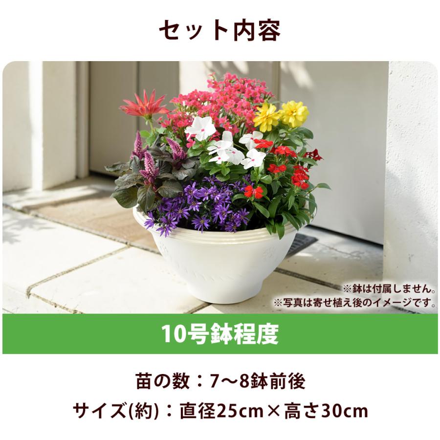 好花様 8点 まとめ商品 フラワーマーケット花由 1鉢分の寄せ植えキット 花苗 10号 花苗セット