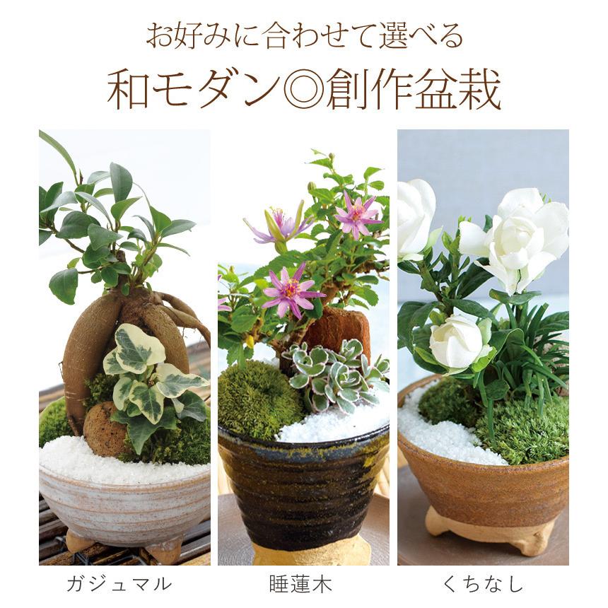 期間限定 選べる創作盆栽 ガジュマル 多幸の木 睡蓮木 くちなしの盆栽 盆栽 花 誕生日 プレゼント ギフト 植物 植木 6 29 7 31まで指定可 フラワーマーケット花由 通販 Paypayモール