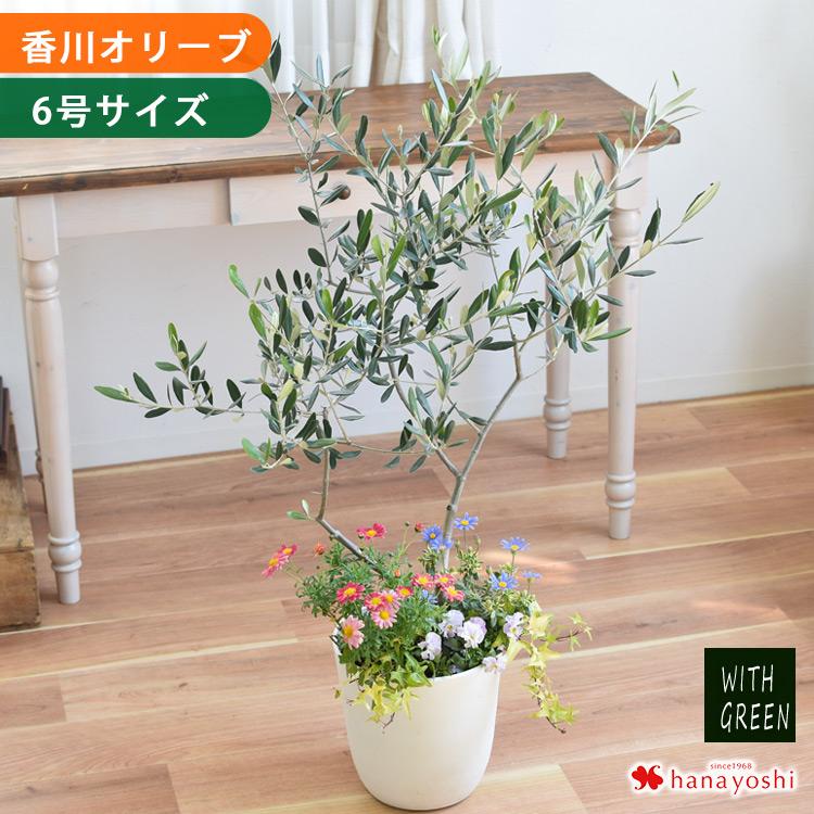 フラワーマーケット花由 鉢植え 花由がお届けする 鶴亀園の香川