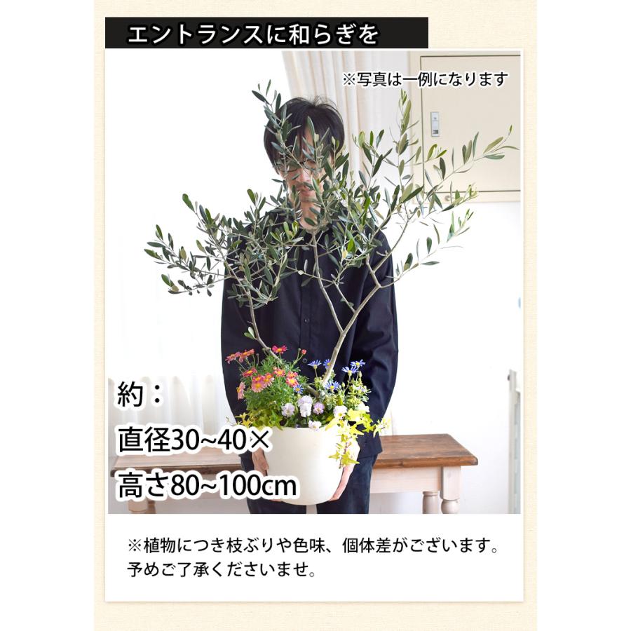 フラワーマーケット花由 鉢植え 花由がお届けする 鶴亀園の香川