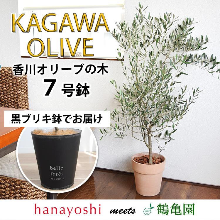 フラワーマーケット花由 オリーブの木 観葉植物 花由がお届けする鶴亀