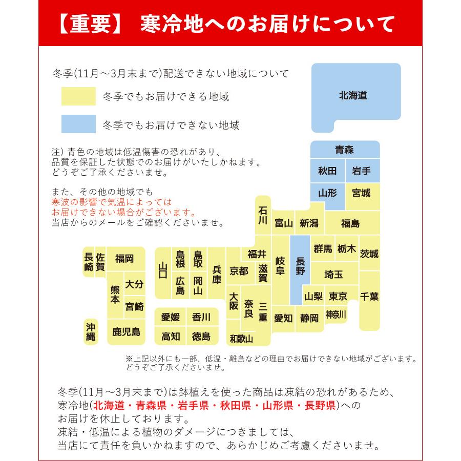 オリーブの木 観葉植物 花由がお届けする鶴亀園の香川オリーブの木 ＜黒ブリキ鉢でお届け＞ 7号鉢 オリーブ 観葉植物 インテリア 鉢植え 引越し祝い 誕生日｜hanayoshi-y｜14