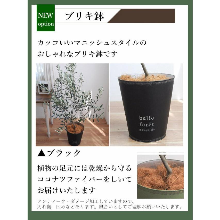 フラワーマーケット花由 オリーブの木 観葉植物 花由がお届けする鶴亀
