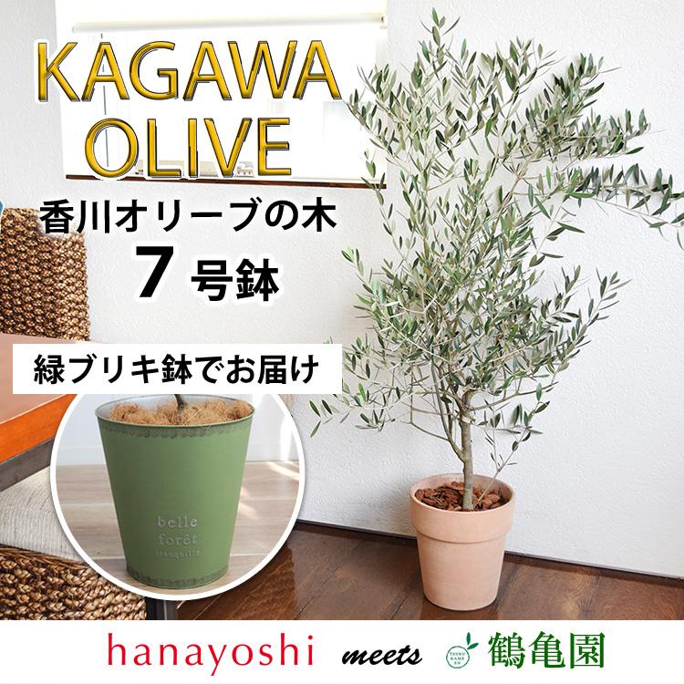 フラワーマーケット花由 オリーブの木 観葉植物 花由がお届けする鶴亀