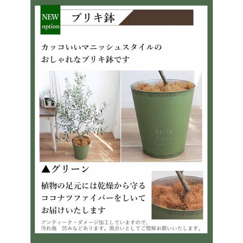 フラワーマーケット花由 オリーブの木 観葉植物 花由がお届けする鶴亀