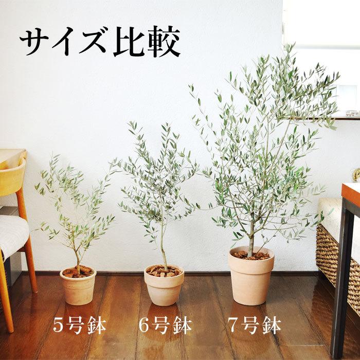 フラワーマーケット花由 オリーブの木 観葉植物 花由がお届けする鶴亀