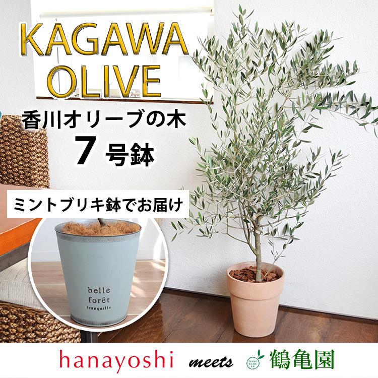 フラワーマーケット花由 オリーブの木 観葉植物 花由がお届けする鶴亀