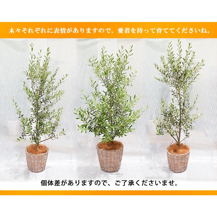 未使用品✨観葉植物 オリーブの木 観葉植物 フラワーマーケット花由 オリーブの木 観葉植物 花由がお届けする鶴亀