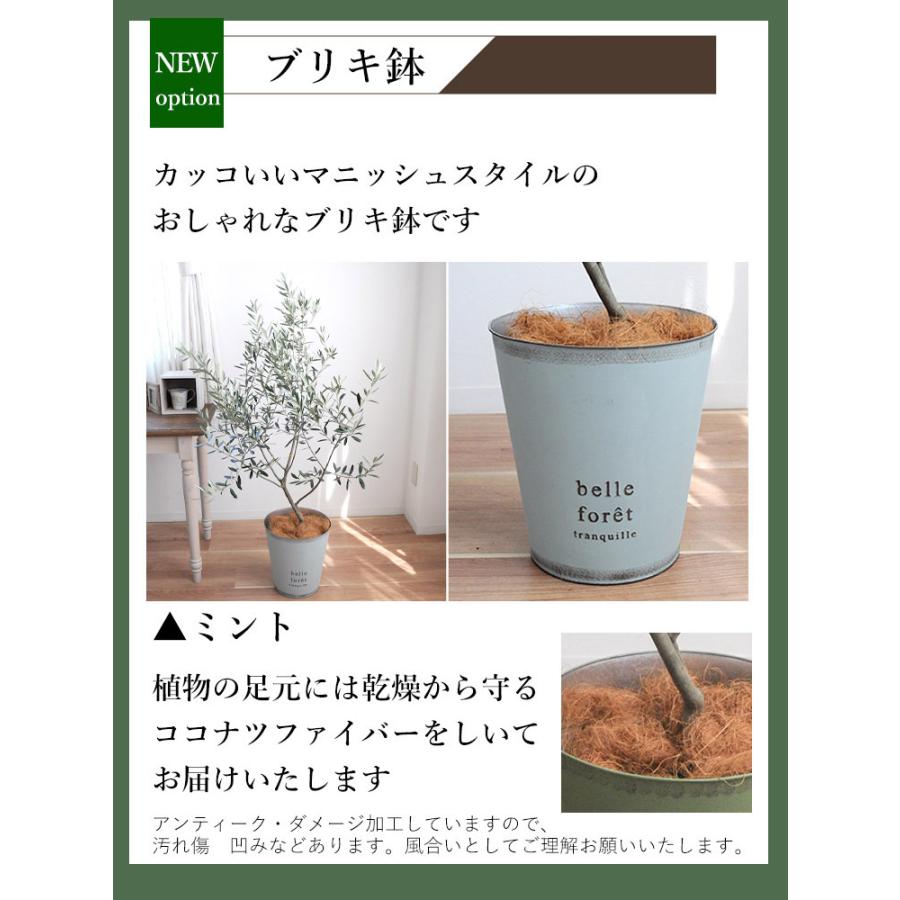 フラワーマーケット花由 オリーブの木 観葉植物 花由がお届けする鶴亀