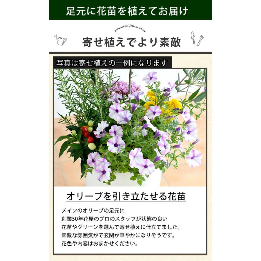 シンボルツリーの寄せ植え ＜アートストーン鉢でお届け＞ 鶴亀園オリーブ 寄せ植え 鉢植え オリーブ 観葉植物 インテリア ギフト｜hanayoshi-y｜08