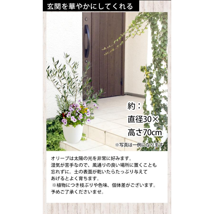 フラワーマーケット花由 シンボルツリーの寄せ植え ＜モダンスクエア鉢