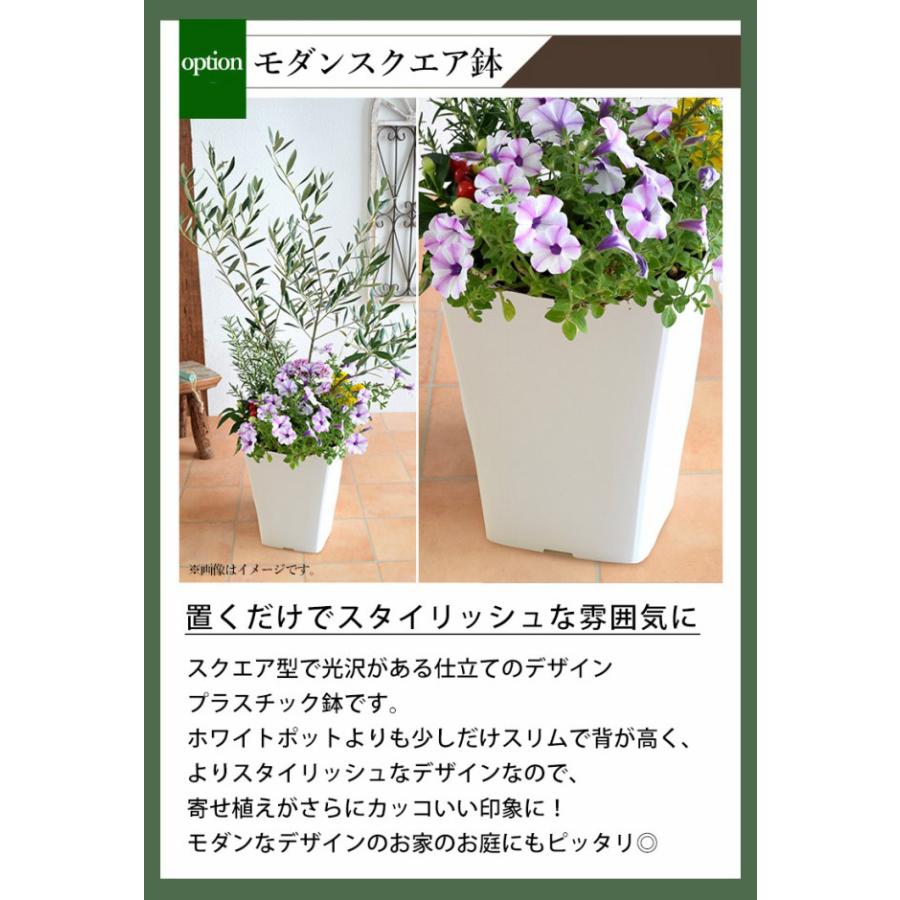 フラワーマーケット花由 シンボルツリーの寄せ植え ＜モダンスクエア鉢