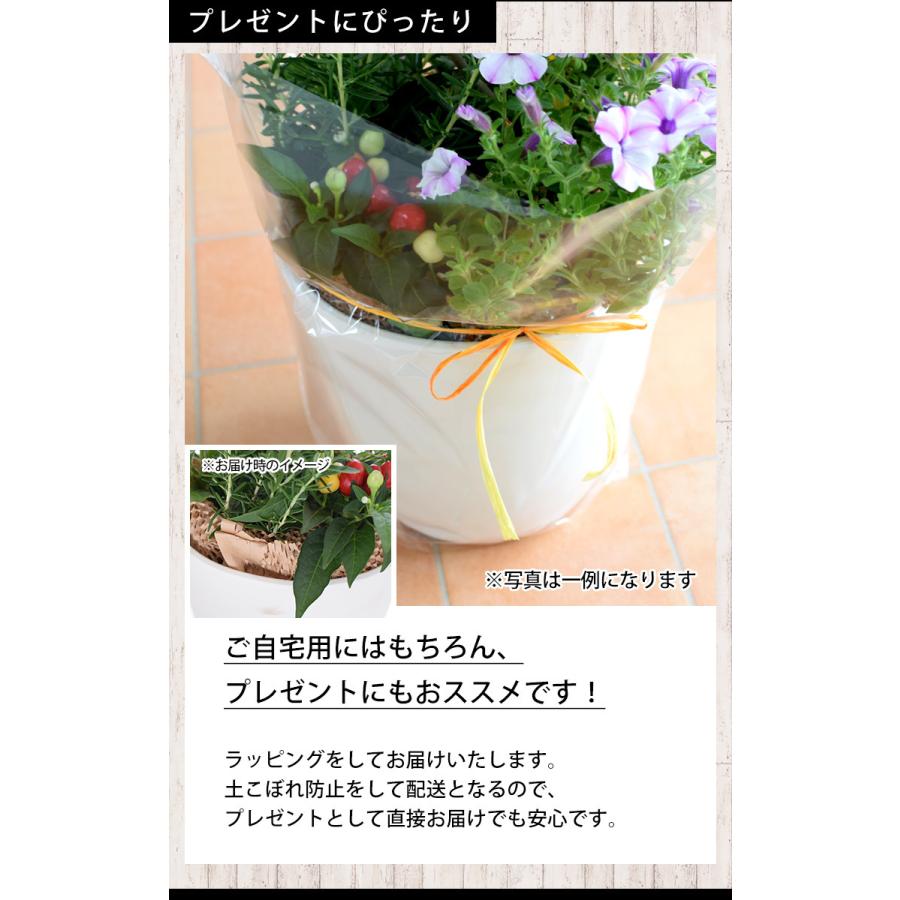 フラワーマーケット花由 シンボルツリーの寄せ植え ＜モダンスクエア鉢