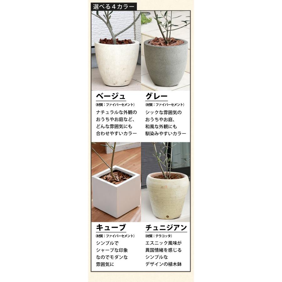 シンボルツリー 鶴亀園オリーブ＆デザイン鉢 鉢植え オリーブの木 オリーブ 観葉植物 インテリア 植物 室内 引越し祝い 新築祝い 開店祝い｜hanayoshi-y｜06