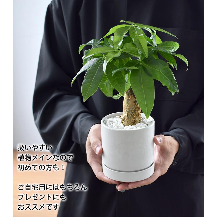 フラワーマーケット花由 【水分計付き】 選べる 観葉植物 × 選べる器