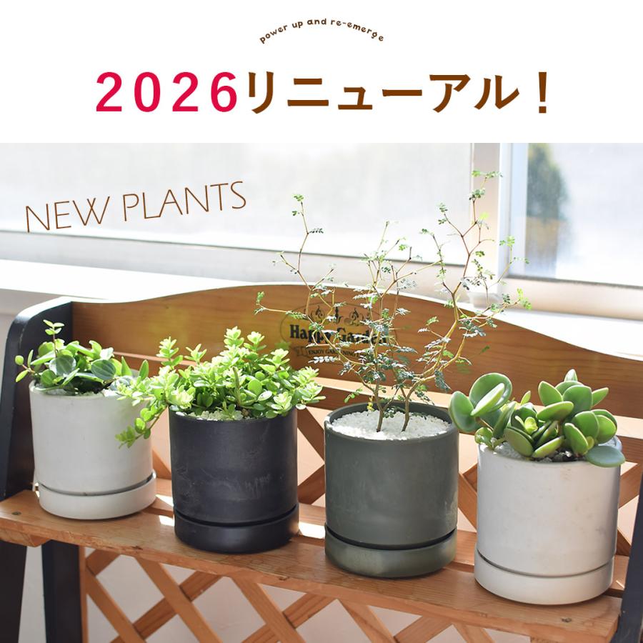紫砂鉢 四大美女緑植栽 多肉盆栽 植物鉢 新商品未使用 フラワーマーケット花由 【水分計付き】 選べる 観葉植物 × 選べる器