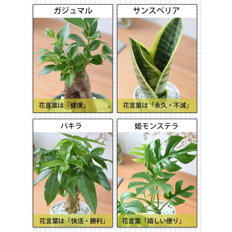 フラワーマーケット花由 【水分計付き】 選べる 観葉植物 × 選べる器