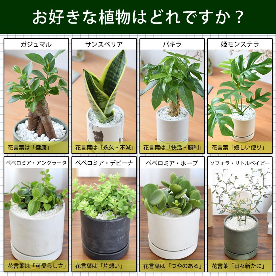 フラワーマーケット花由 【水分計付き】 選べる 観葉植物 × 選べる器