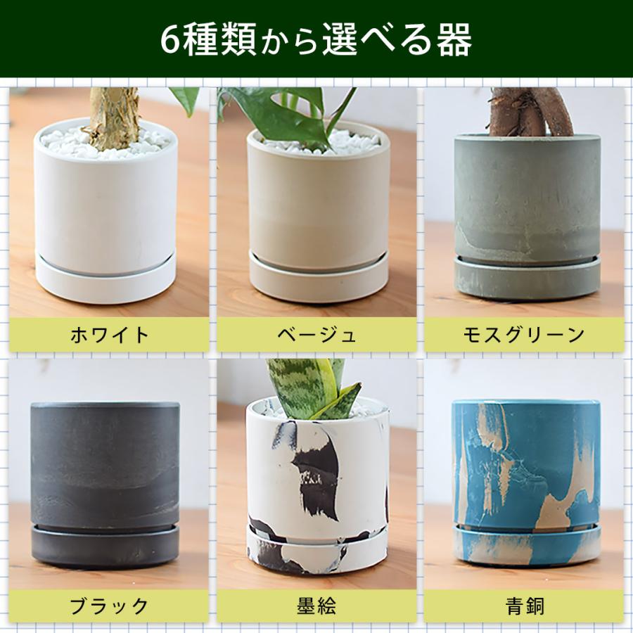 フラワーマーケット花由 【水分計付き】 選べる 観葉植物 × 選べる器