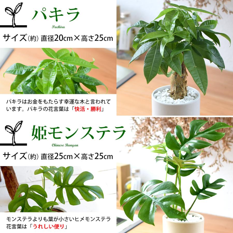 フラワーマーケット花由 【水分計付き】 選べる 観葉植物 × 選べる器