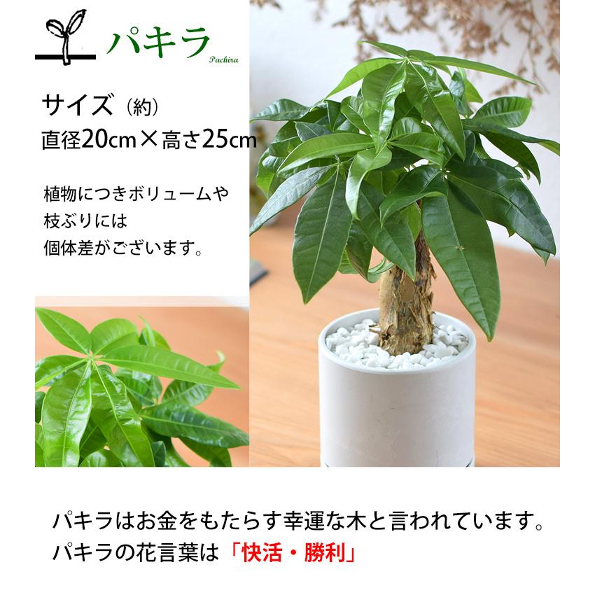 フラワーマーケット花由 【水分計付き】 選べる 観葉植物 × 選べる器 