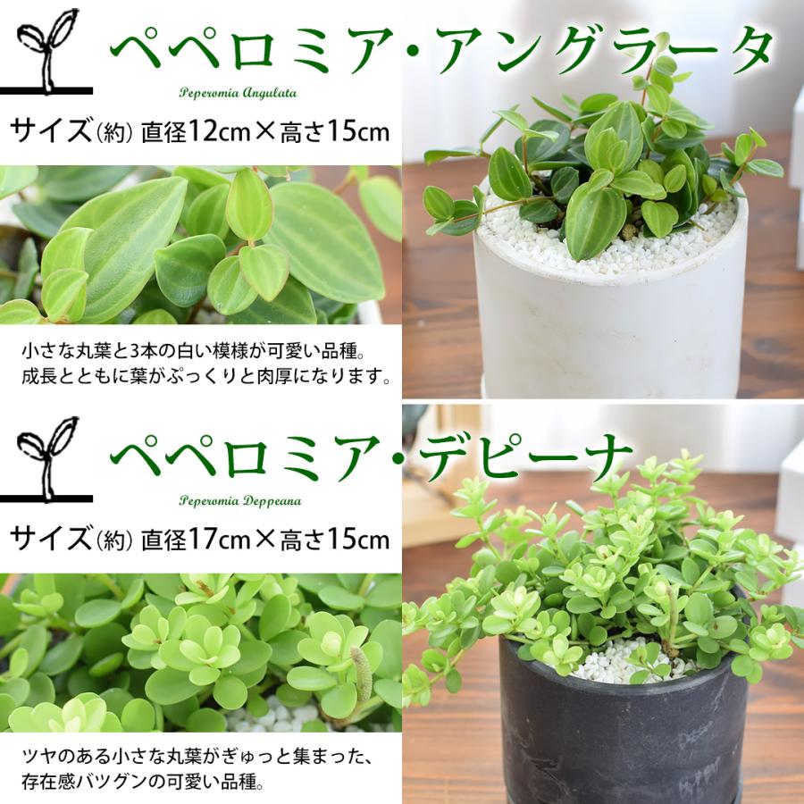フラワーマーケット花由 【水分計付き】 選べる 観葉植物 × 選べる器