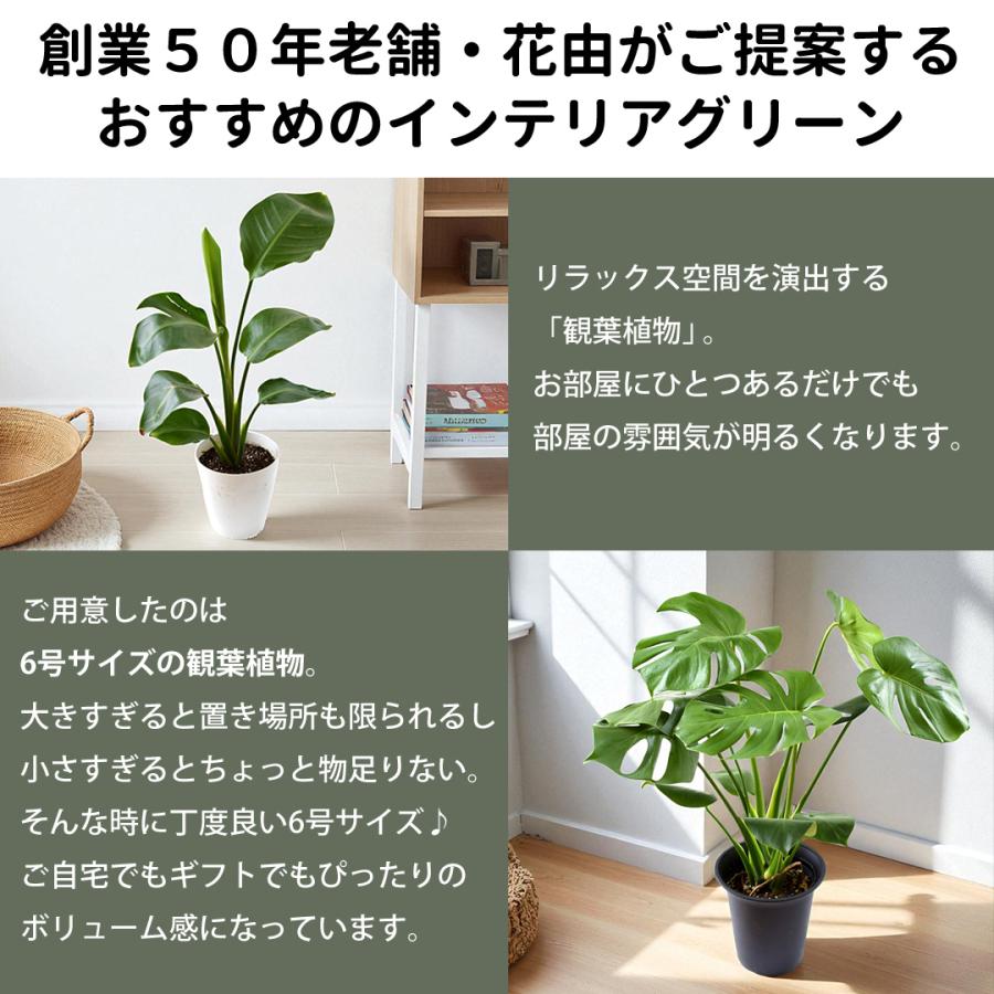 フラワーマーケット花由 選べる観葉植物 Mサイズ ＜プラスチック鉢でお