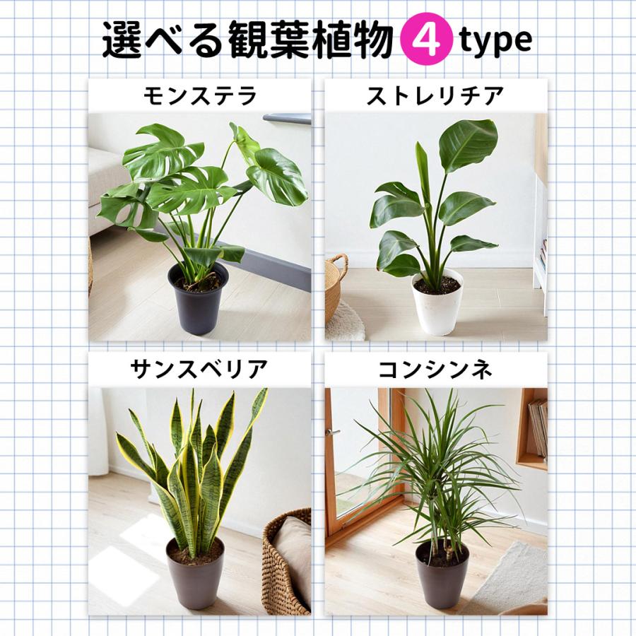 フラワーマーケット花由 選べる観葉植物 Mサイズ ＜プラスチック鉢でお