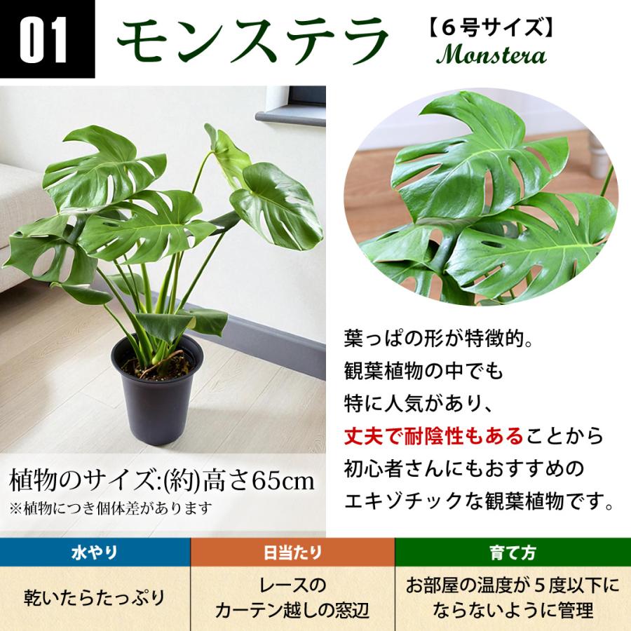 フラワーマーケット花由 選べる観葉植物 Mサイズ ＜プラスチック鉢でお