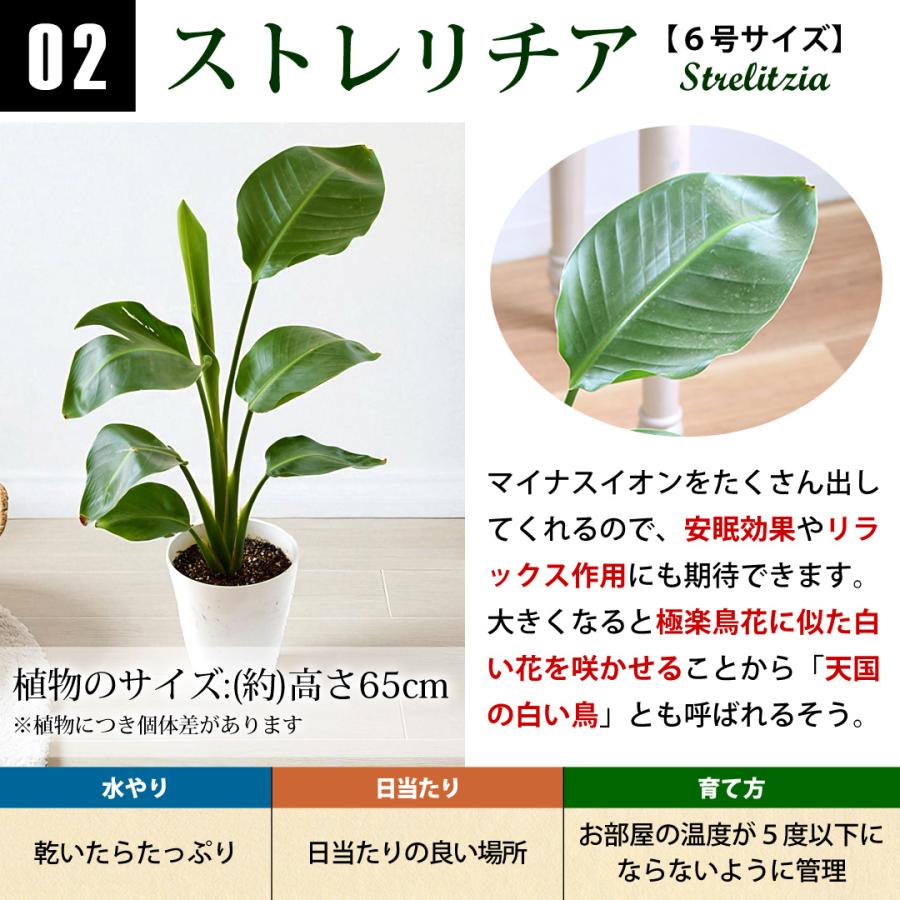 フラワーマーケット花由 選べる観葉植物 Mサイズ ＜プラスチック鉢でお