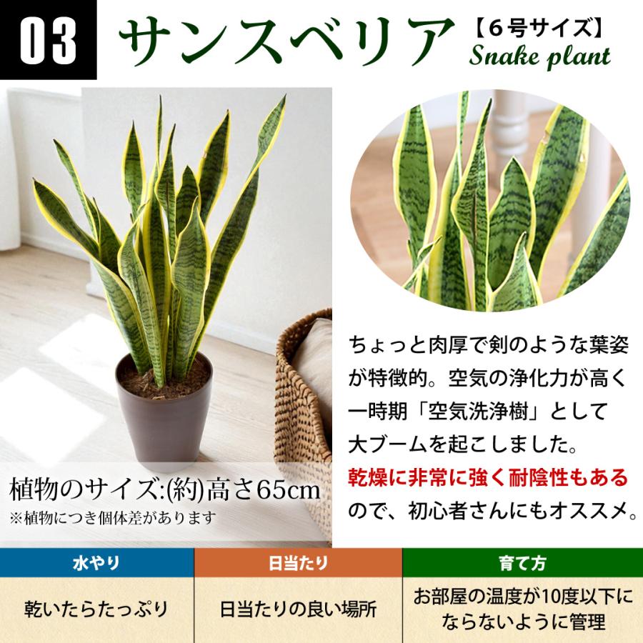 フラワーマーケット花由 選べる観葉植物 Mサイズ ＜プラスチック鉢でお