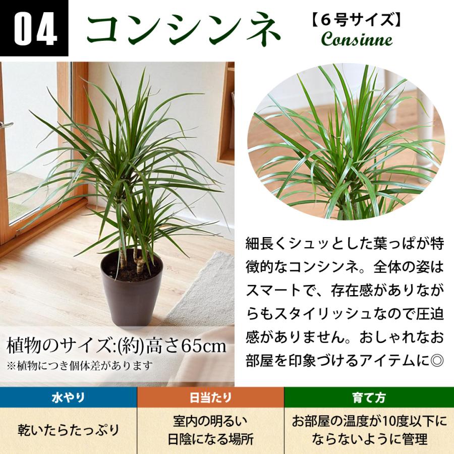 フラワーマーケット花由 選べる観葉植物 Mサイズ ＜プラスチック鉢でお