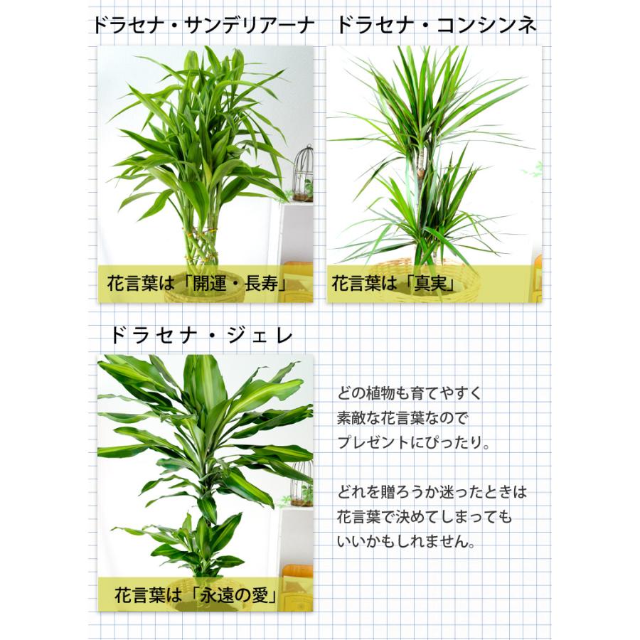 選べる観葉植物 Mサイズ ＜バスケットに入れてお届け＞ モンステラ ストレリチア サンスベリア アレカヤシ 育てやすい インテリアグリーン｜hanayoshi-y｜05