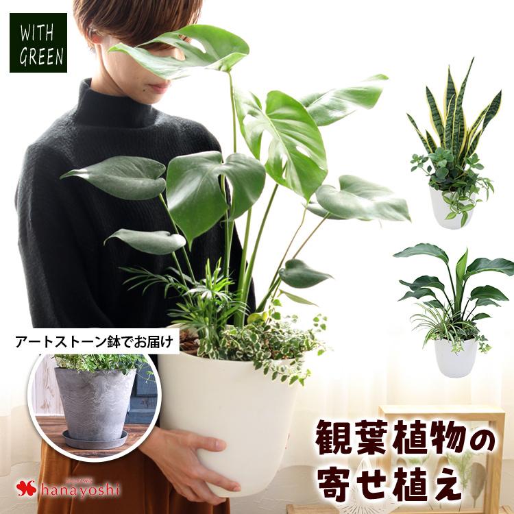 選べる観葉植物の寄せ植え アートストーン鉢でお届け 人気の3種 モンステラ サンスベリア ストレリチア 育てやすい インテリアグリーン おしゃれ フラワーマーケット花由 通販 Paypayモール