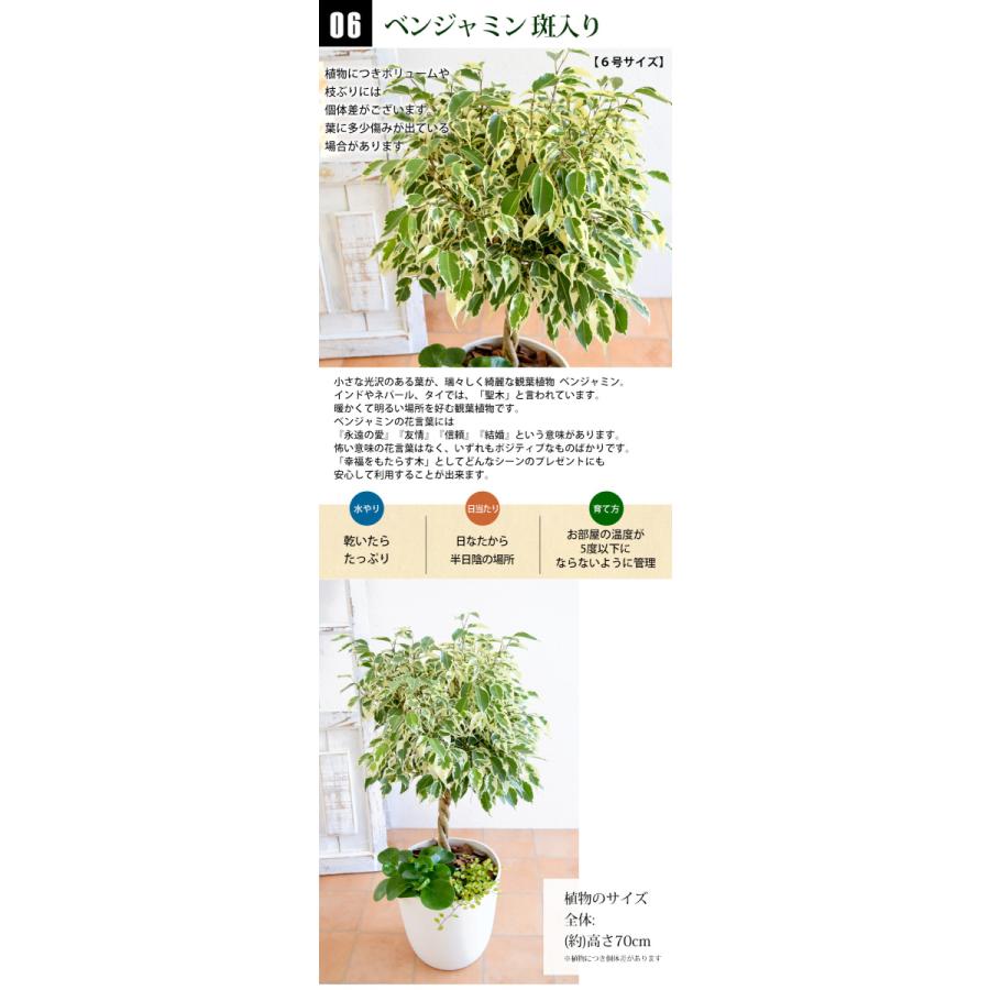 フラワーマーケット花由 選べる観葉植物の寄せ植え ＜アートストーン鉢