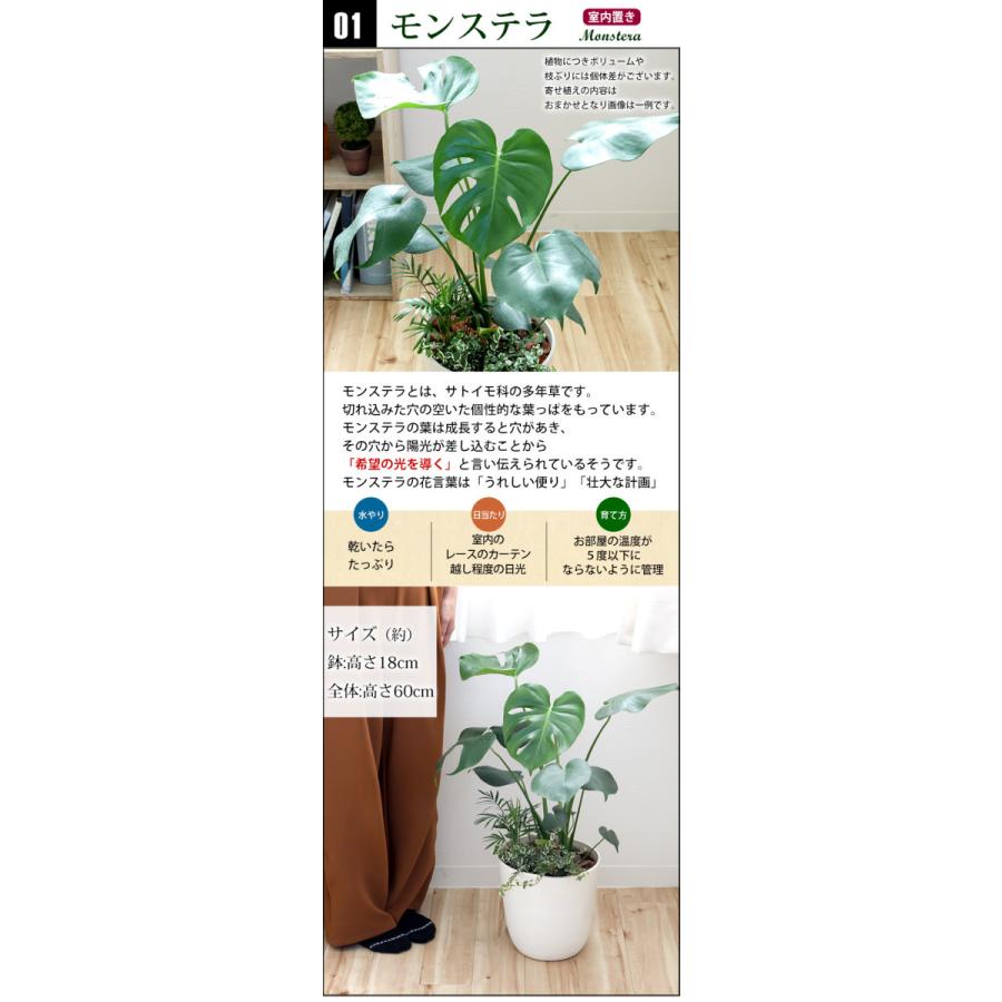 フラワーマーケット花由 選べる観葉植物の寄せ植え ＜アートストーン鉢