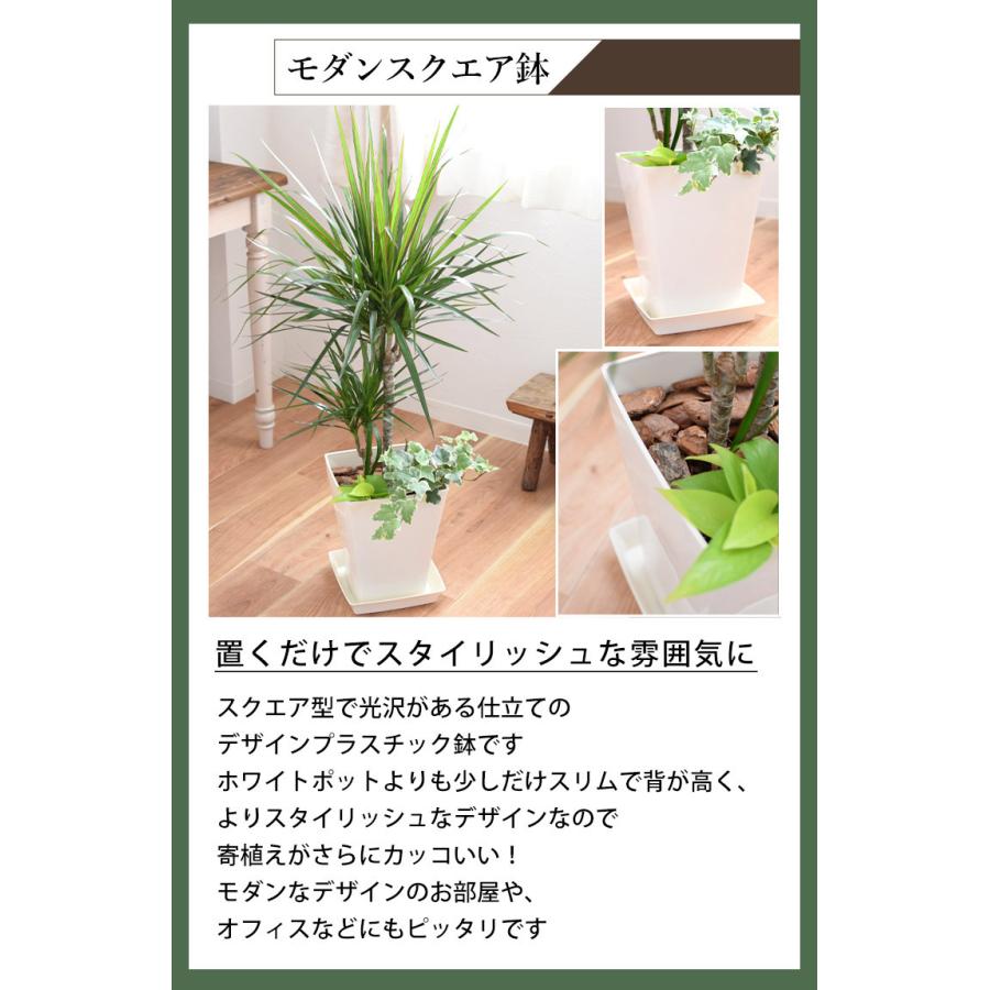 1794円 お買い得品 選べる観葉植物の寄せ植え ホワイトポットでお届け モンステラ サンスベリア ストレリチア サンセベリア ストレチア コンシンネ サンデリアーナ