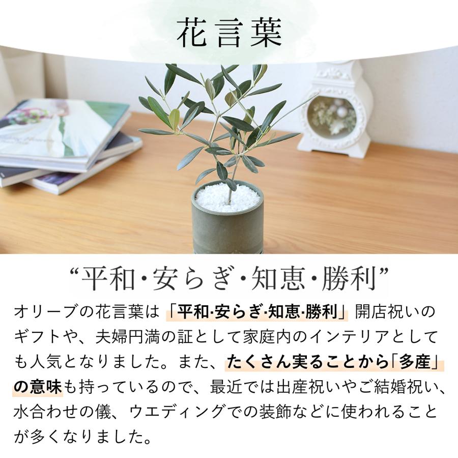 フラワーマーケット花由 観葉植物 オリーブの鉢植え インテリア