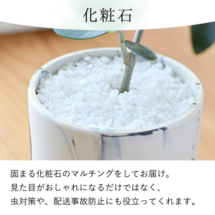 フラワーマーケット花由 観葉植物 オリーブの鉢植え インテリア