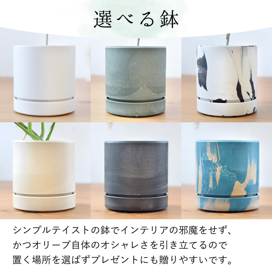 フラワーマーケット花由 観葉植物 オリーブの鉢植え インテリア