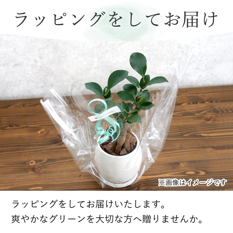 フラワーマーケット花由 観葉植物 オリーブの鉢植え インテリア