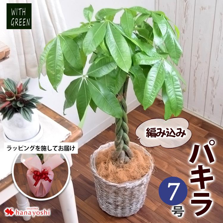 観葉植物 編み込みパキラ 7寸 ＜ラッピングを施してお届け＞ 育てやすい インテリアグリーン おしゃれ プレゼント 引っ越し祝い 開店祝い 開業祝い