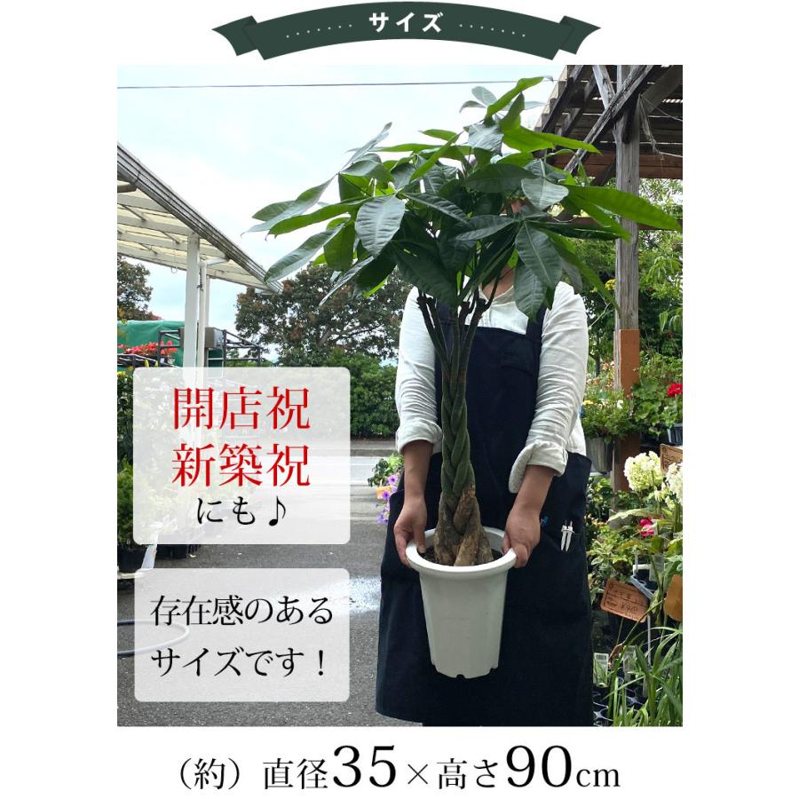 観葉植物 編み込みパキラ 7寸 ＜ミントブリキ鉢に入れてお届け＞ 育てやすい インテリアグリーン おしゃれ プレゼント 引っ越し祝い 開店祝い｜hanayoshi-y｜07