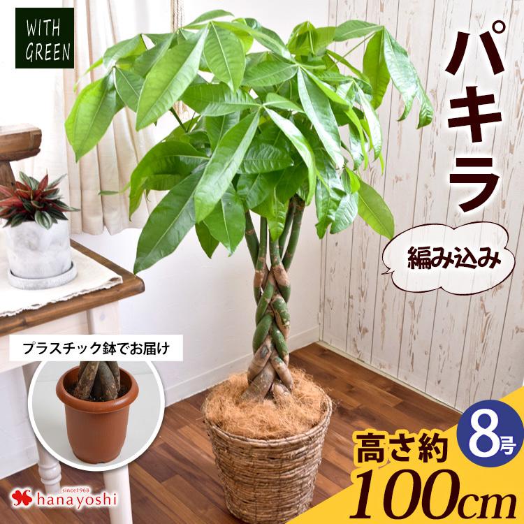 観葉植物 編み込みパキラ 8寸 プラスチック鉢でお届け 育てやすい インテリアグリーン おしゃれ 敬老の日 秋 植物 引っ越し祝い 開店祝い 開業 祝い フラワーマーケット花由 通販 Paypayモール