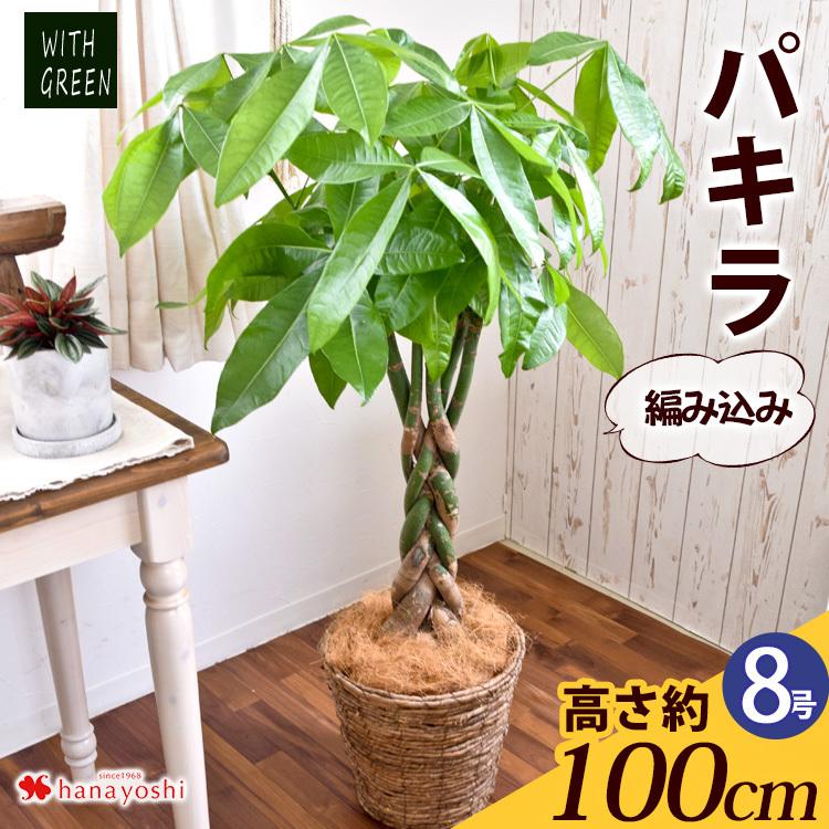 7865円 メール便送料無料対応可 観葉植物 編み込みパキラ 8寸 バスケットに入れてお届け 育てやすい インテリアグリーン おしゃれ お中元 夏 サマーギフト 引っ越し祝い 開店祝い 開業祝い