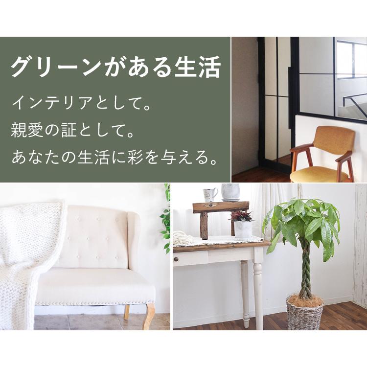 初売り 観葉植物 編み込みパキラ 8寸 バスケットに入れてお届け 育てやすい インテリアグリーン おしゃれ お中元 夏 サマーギフト 引っ越し祝い 開店祝い 開業祝い Xawavivenda Com