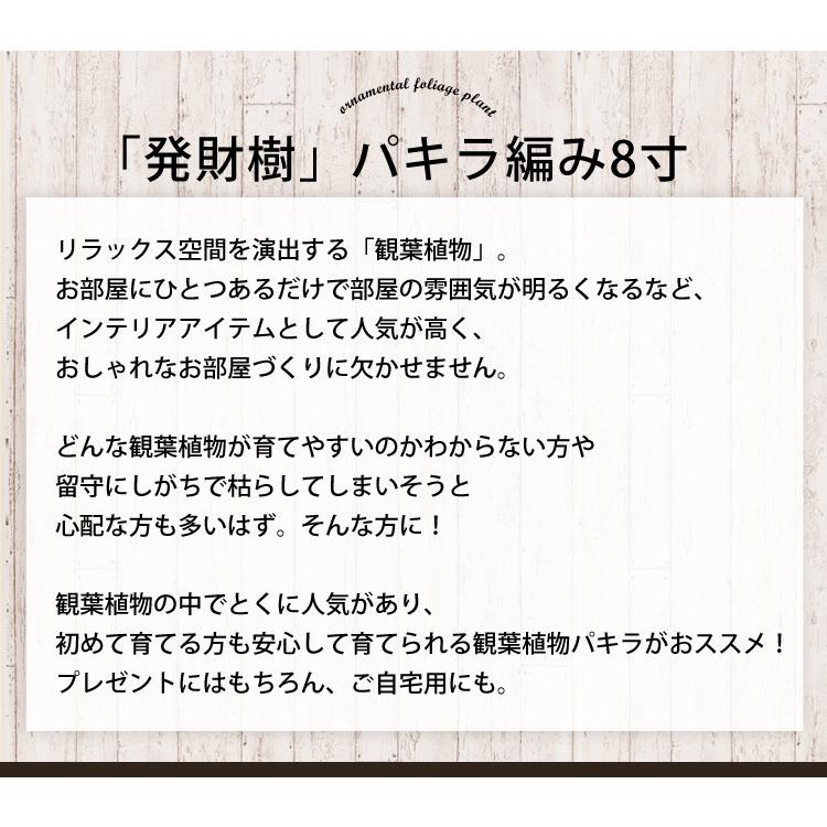 初売り 観葉植物 編み込みパキラ 8寸 バスケットに入れてお届け 育てやすい インテリアグリーン おしゃれ お中元 夏 サマーギフト 引っ越し祝い 開店祝い 開業祝い Xawavivenda Com