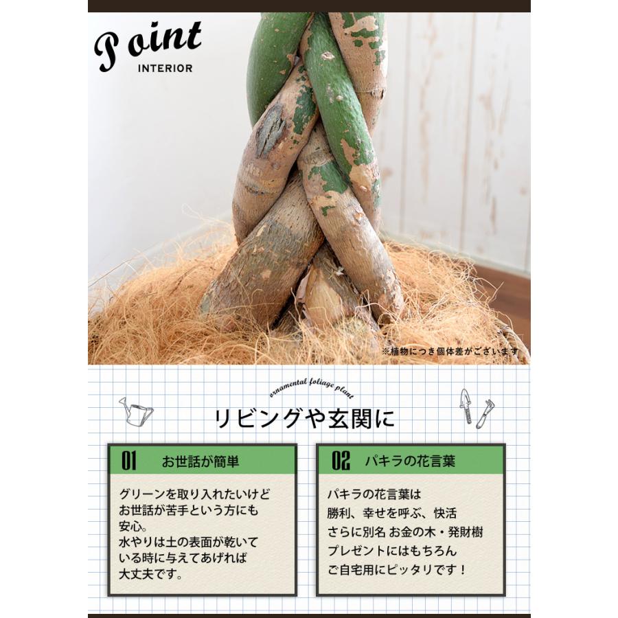 初売り 観葉植物 編み込みパキラ 8寸 バスケットに入れてお届け 育てやすい インテリアグリーン おしゃれ お中元 夏 サマーギフト 引っ越し祝い 開店祝い 開業祝い Xawavivenda Com