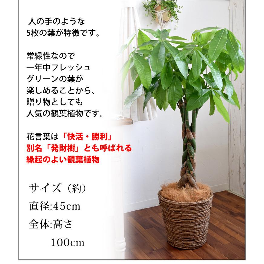 初売り 観葉植物 編み込みパキラ 8寸 バスケットに入れてお届け 育てやすい インテリアグリーン おしゃれ お中元 夏 サマーギフト 引っ越し祝い 開店祝い 開業祝い Xawavivenda Com